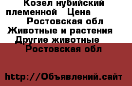 Козел нубийский племенной › Цена ­ 17 000 - Ростовская обл. Животные и растения » Другие животные   . Ростовская обл.